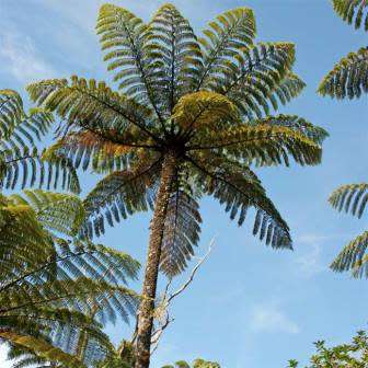 Cyathea medullaris - Black Tree Fern - 15 Spore Pack - Flat Ship Rate - New