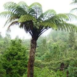 Cyathea medullaris - Black Tree Fern - 15 Spore Pack - Flat Ship Rate - New