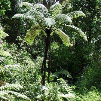 Cyathea medullaris - Black Tree Fern - 15 Spore Pack - Flat Ship Rate - New