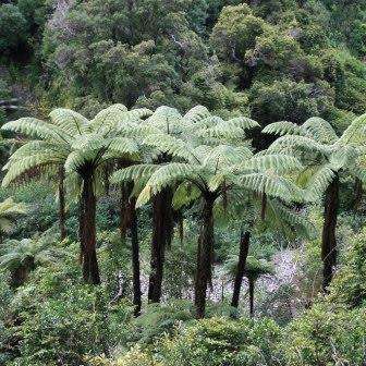 Cyathea medullaris - Black Tree Fern - 15 Spore Pack - Flat Ship Rate - New