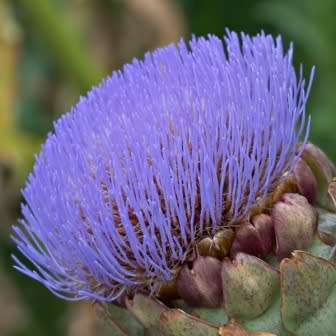 Cynara cardunculus var. scolymus - Green Globe Artichoke Seeds - Edible Vegetable - New