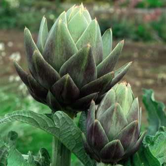 Cynara cardunculus var. scolymus - Green Globe Artichoke Seeds - Edible Vegetable - New