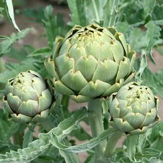 Cynara cardunculus var. scolymus - Green Globe Artichoke Seeds - Edible Vegetable - New