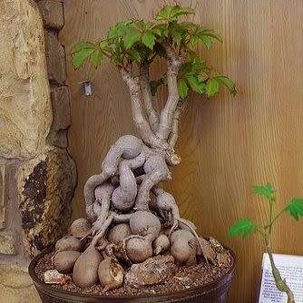 Cyphostemma cirrhosum Seeds - Indigenous Succulent Caudiciform Bonsai - NEW