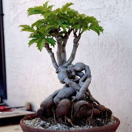 Cyphostemma cirrhosum Seeds - Indigenous Succulent Caudiciform Bonsai - NEW