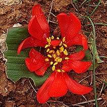 5 Daubenya aurea Red Seeds - Rare Indigenous Endemic Perennial Bulb -Combined Global Shipping
