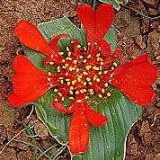 5 Daubenya aurea Red Seeds - Rare Indigenous Endemic Perennial Bulb -Combined Global Shipping