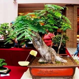 10 Delonix regia Bonsai Seeds + Growing Bonsai eBook - Royal Poinciana, Flamboyant Flame Tree Exotic