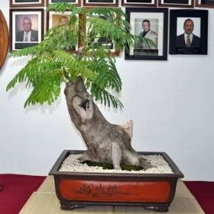 10 Delonix regia Bonsai Seeds + Growing Bonsai eBook - Royal Poinciana, Flamboyant Flame Tree Exotic