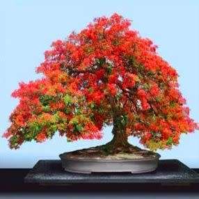 10 Delonix regia Bonsai Seeds + Growing Bonsai eBook - Royal Poinciana, Flamboyant Flame Tree Exotic