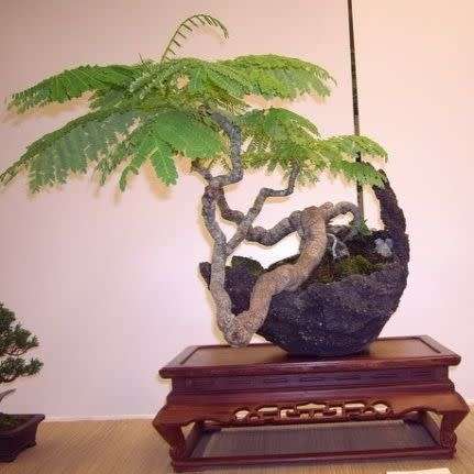 10 Delonix regia Bonsai Seeds + Growing Bonsai eBook - Royal Poinciana, Flamboyant Flame Tree Exotic