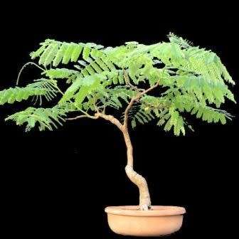 10 Delonix regia Bonsai Seeds + Growing Bonsai eBook - Royal Poinciana, Flamboyant Flame Tree Exotic