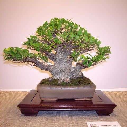 10 Delonix regia Bonsai Seeds + Growing Bonsai eBook - Royal Poinciana, Flamboyant Flame Tree Exotic