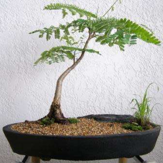 10 Delonix regia Bonsai Seeds + Growing Bonsai eBook - Royal Poinciana, Flamboyant Flame Tree Exotic