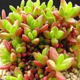 5 Delosperma nubigenum Seeds - Indigenous Succulent Psychoactive
