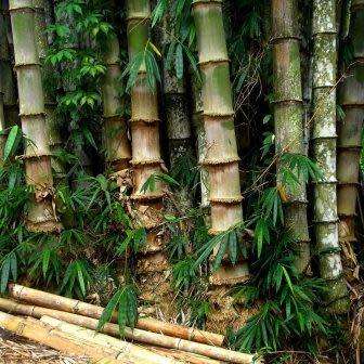 Dendrocalamus strictus - 5 Seeds - Male Bamboo