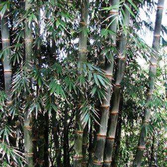 Dendrocalamus strictus - 5 Seeds - Male Bamboo