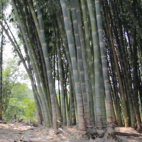 Dendrocalamus strictus - 5 Seeds - Male Bamboo