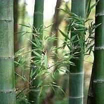 Dendrocalamus strictus - 5 Seeds - Male Bamboo