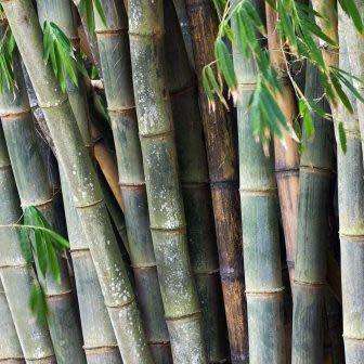 Dendrocalamus strictus - 5 Seeds - Male Bamboo