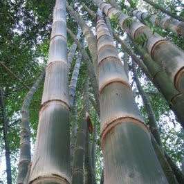 Dendrocalamus strictus - 5 Seeds - Male Bamboo