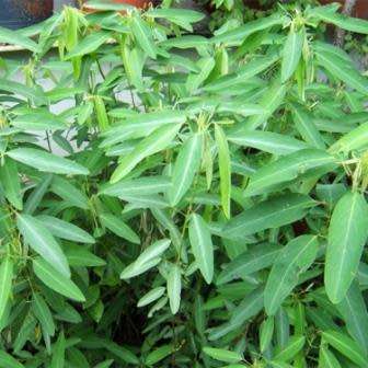 Dancing Plant, Telegraph Plant, Desmodium gyrans - 4 Seed Pack - Exotic Shrub