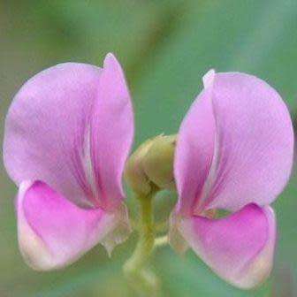 Dancing Plant, Telegraph Plant, Desmodium gyrans - 4 Seed Pack - Exotic Shrub
