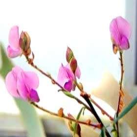 Dancing Plant, Telegraph Plant, Desmodium gyrans - 4 Seed Pack - Exotic Shrub