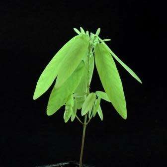 Dancing Plant, Telegraph Plant, Desmodium gyrans - 4 Seed Pack - Exotic Shrub