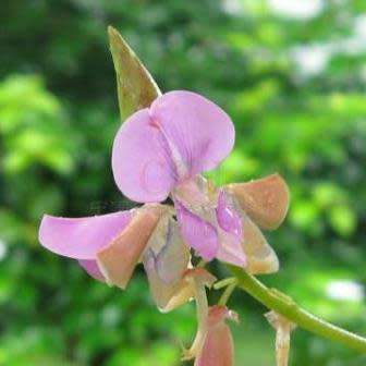 Dancing Plant, Telegraph Plant, Desmodium gyrans - 4 Seed Pack - Exotic Shrub