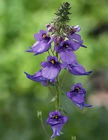 10 Diascia veronicoides Seeds - Twinspurs - Indigenous Evergreen Flowering Perennial