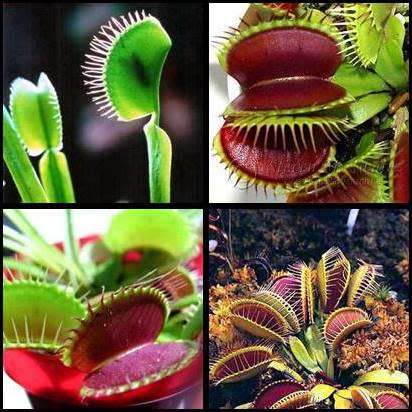 Dionaea muscipula Seeds - Venus Fly Trap Mixed Varieties - Carnivorous Curiosity - Combined Shipping
