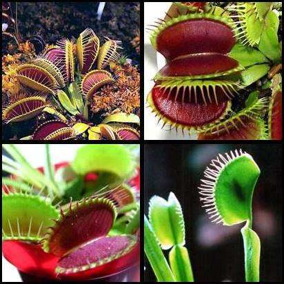 5 Dionaea muscipula Seeds - Venus Fly Trap - Carnivorous - Combined Global Shipping