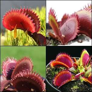 Red Sawtooth Venus Fly Trap - 5 Seed Pack - Dionaea muscipula - Carnivorous -Combined Shipping
