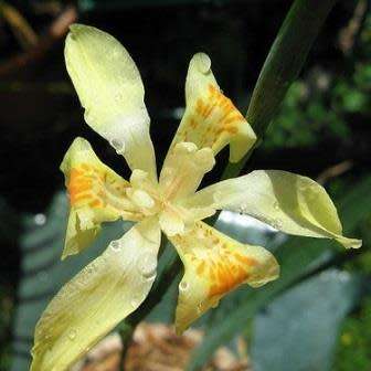 5 Dietes flavida Seeds - Indigenous South African Perennial Bulb - Combined Worldwide Shipping