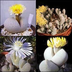 10+ Dinteranthus Mixed Species Seeds - Indigenous South African Mesemb Succulent - Flat Ship Rate