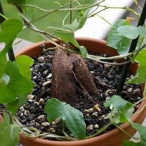 Dioscorea rupicola - 3 Seed Pack - Indigenous Caudiciform Succulent - Combined Global Ship - NEW