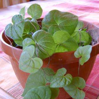 Dioscorea rupicola - 3 Seed Pack - Indigenous Caudiciform Succulent - Combined Global Ship - NEW