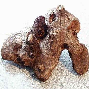 Dioscorea sylvatica Seeds - Indigenous Caudiciform Succulent - Combined Global Ship - NEW