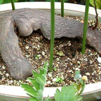 Dioscorea sylvatica Seeds - Indigenous Caudiciform Succulent - Combined Global Ship - NEW