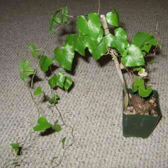 Dioscorea sylvatica Seeds - Indigenous Caudiciform Succulent - Combined Global Ship - NEW