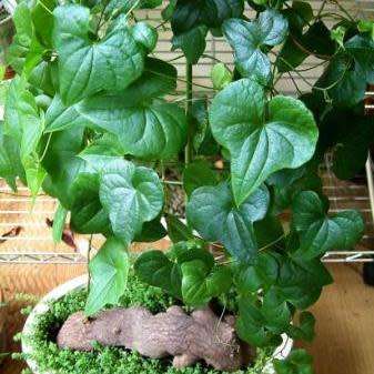 Dioscorea sylvatica Seeds - Indigenous Caudiciform Succulent - Combined Global Ship - NEW