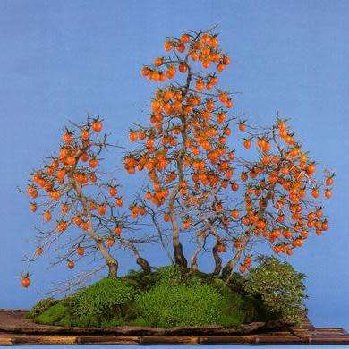 Diospyros virginiana Bonsai - American persimmon - 3 Seed Pack + Bonsai eBook - Exotic Edible Fruit