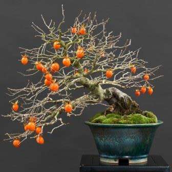 Diospyros virginiana Bonsai - American persimmon - 3 Seed Pack + Bonsai eBook - Exotic Edible Fruit