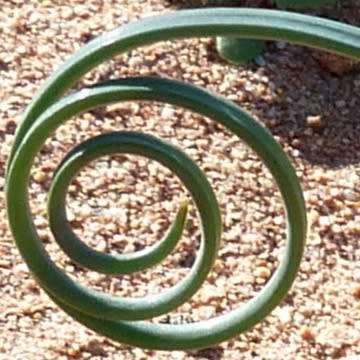 3 Dipcadi brevifolium Seeds - Indigenous South African Native Perennial Bulb Seeds from Africa