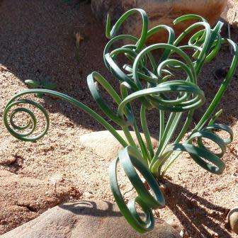 3 Dipcadi brevifolium Seeds - Indigenous South African Native Perennial Bulb Seeds from Africa