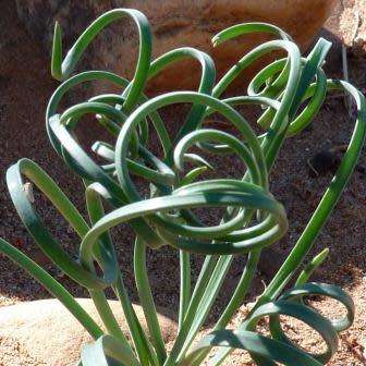 3 Dipcadi brevifolium Seeds - Indigenous South African Native Perennial Bulb Seeds from Africa