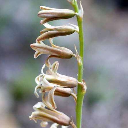 3 Dipcadi brevifolium Seeds - Indigenous South African Native Perennial Bulb Seeds from Africa