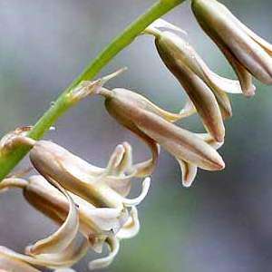 3 Dipcadi brevifolium Seeds - Indigenous South African Native Perennial Bulb Seeds from Africa