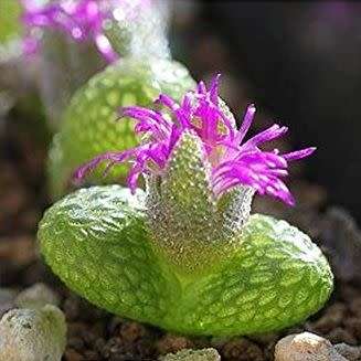 10+ Diplosoma luckhoffii Seeds - Duckfoot mesemb - Succulents Indigenous to South Africa